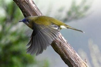 New Zealand Bellbird - BirdForum Opus | BirdForum