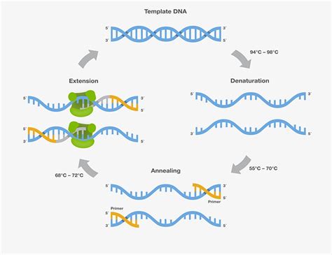 PCR Cycling Parameters—Six Key Considerations for Success | Thermo ...