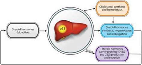 Liver and hormone inactivation