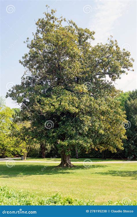 Evergreen Tree of the Magnoliaceae, Magnolia Grandiflora Stock Photo ...