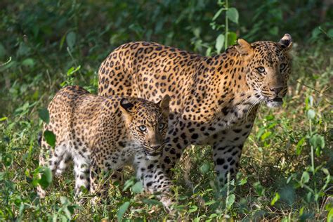 10 Things You Need To Know About Indian Leopards | Nature inFocus