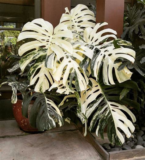 Monstera Inspo | Organic plants, Plants, Plant leaves