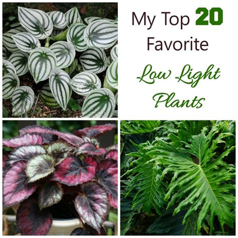 Low Light Indoor Plants - House Plants That Thrive in Lower Light