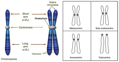 TYPES OF CHROMOSOME-STRUCTURE&DEFINITION - Agriculture Wale