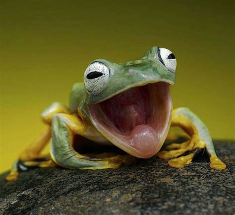 Download Funny Frog With Mouth Open Pictures | Wallpapers.com