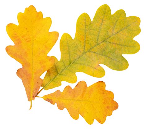 Yellow Spots On Oak Tree Leaves