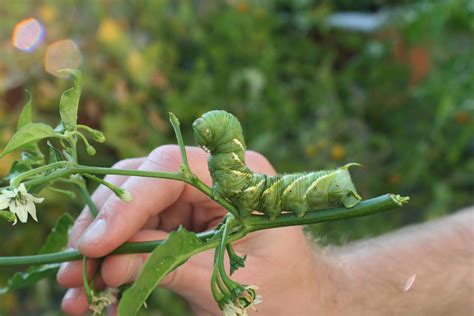 Tomato hornworm | Tien Chiu's Blog