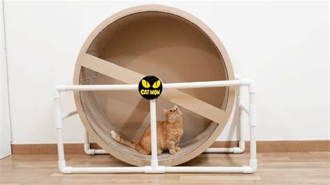 10 Best DIY Cat Wheel Plans (Make a Cat Exercise Wheel)