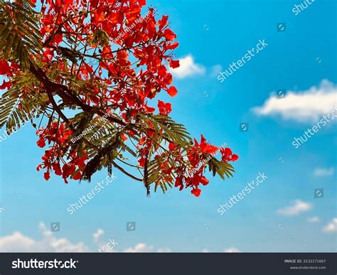 Red Flamboyant Tree Hoa Phuong Symbol Stock Photo 2232271667 | Shutterstock