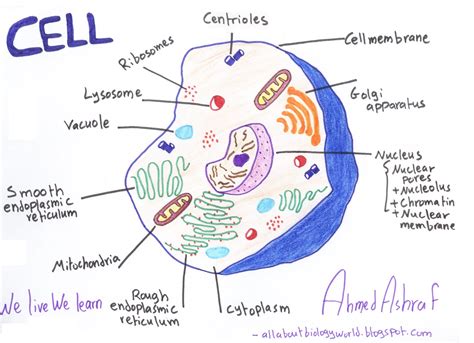 Biology Club: Our cells #1 - ( structure, function, division, disorder ...