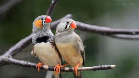 Zebra Finch - The Finches of Serenity | Serenity Aquarium & Aviary Services