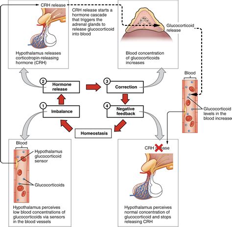 Hormones | Anatomy and Physiology I