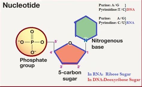 It contains a phosphate group for every nucleotide. A.DNA B.RNA C.both ...