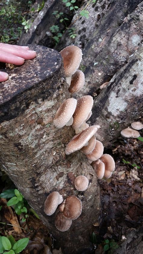 Backyard Shiitake Mushrooms: a Tasty and SAFE DIY Project | Panhandle ...