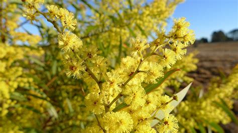 Photo #76484 | Acacia rubida | plant lust