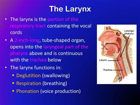 PPT - The Larynx PowerPoint Presentation, free download - ID:417368