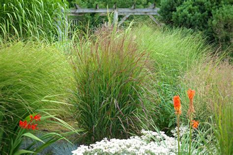 Easy to Grow Perennials: Ornamental Grasses | a Blade of Grass | Boston ...