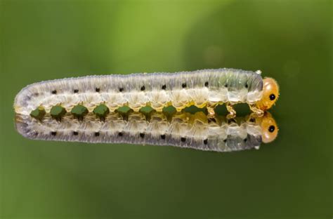 Pine Tree Sawfly Life Cycle and Identification | Affordable Tree Care