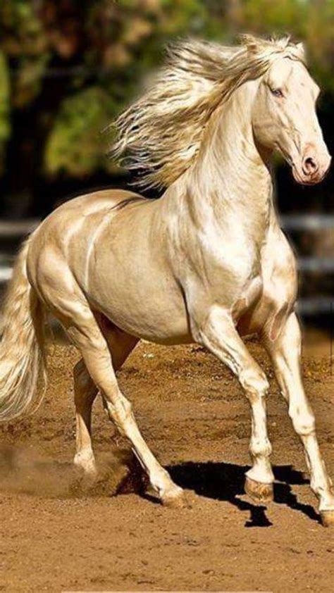 This is an Akhal-Teke, a breed that is a direct descendant of the ...