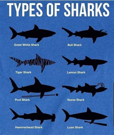 Shark Identification Made Easy - delaware-surf-fishing.com