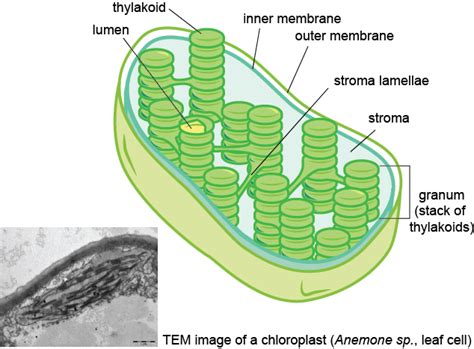 Biology Chloroplast Membranes - Shmoop Biology