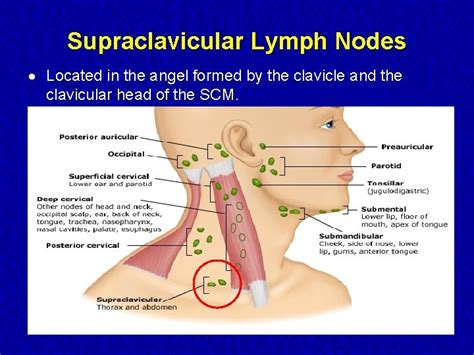 Lymph Nodes Examination Examination of the Lymphatic System