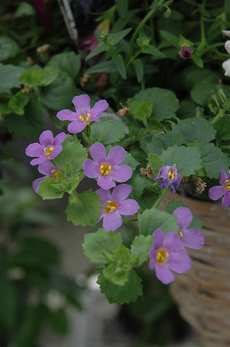 Snowstorm® Blue Bacopa (Sutera cordata 'Snowstorm Blue') in Wilmette ...