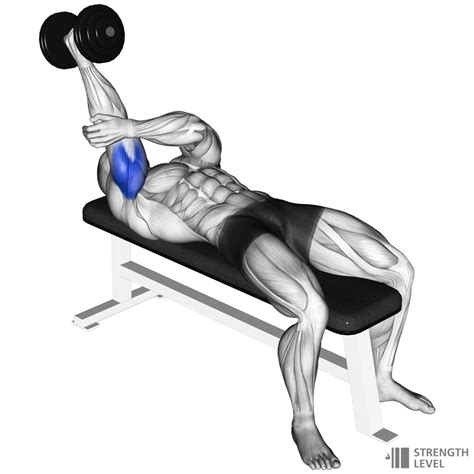 Lying Dumbbell Tricep Extension How To - Strength Level