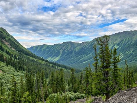 Types Of Plants In The Taiga Or Boreal Forest