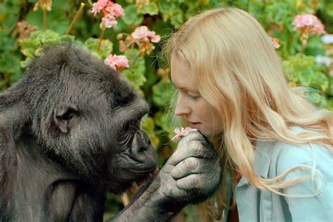 Koko, The Gorilla Who Talks To People: BBC documentary meets the ape ...