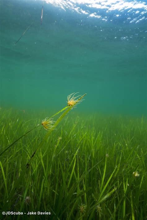 Marine Dronetastic - Mapping Scotland’s seagrass habitats - Marine