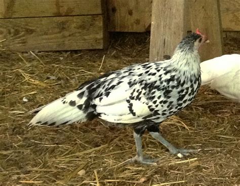 Silver Spangled Hamburg Chicken - Chicks for Sale | Cackle Hatchery