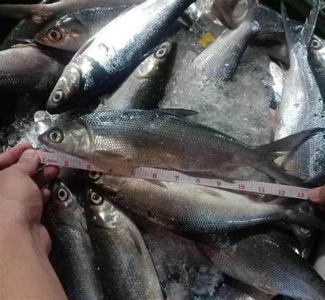 Fresh Bangus (~1kg) – Fisherscart Seafood Store