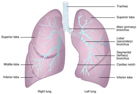 The Lungs | Anatomy and Physiology II