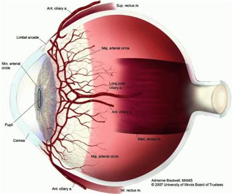 Anatomy of the Uveal Tract | Ento Key