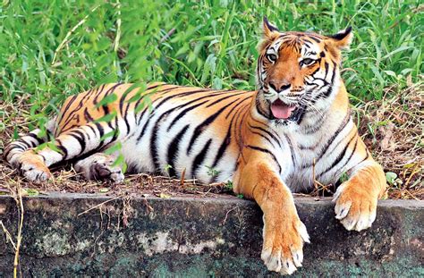 World Wide Fund for Nature | Tiger conservation top marks for India ...