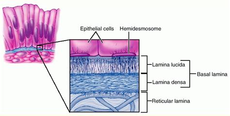 Reticular Basement Membrane - 1 / Other articles where basement ...