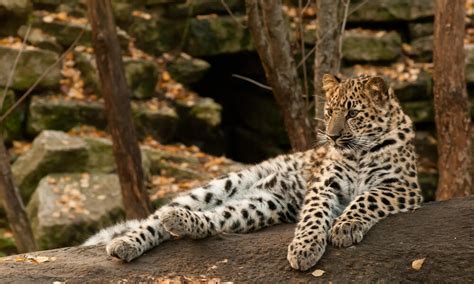 How fast are Amur leopards? And 9 other Amur leopard facts | Stories | WWF