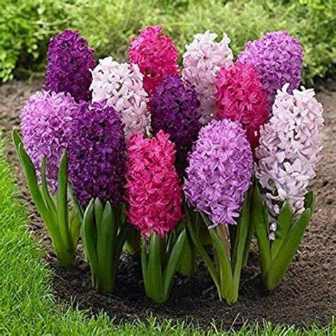 Benih HYACINTH Import - Biji Bibit Bunga | Shopee Indonesia