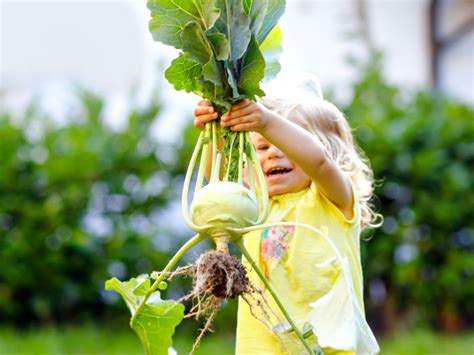 Kohlrabi In The Garden - How Long To Wait For Kohlrabi Harvest