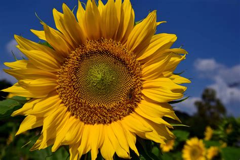 Foto gratis: Girasole, fiore, estate, pianta, campo, agricoltura, petalo