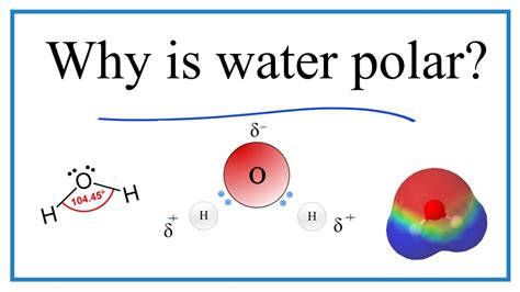 Describe the Polarity of a Water Molecule