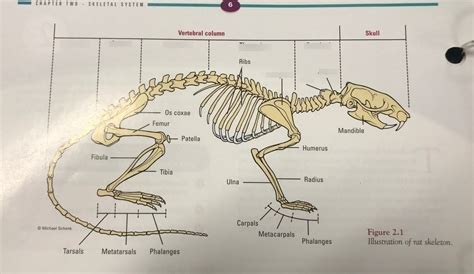 rat skeleton pt 1 Diagram | Quizlet