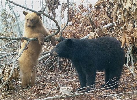 Jakiego koloru jest czarny niedźwiedź? - Bearwise.org | Minions