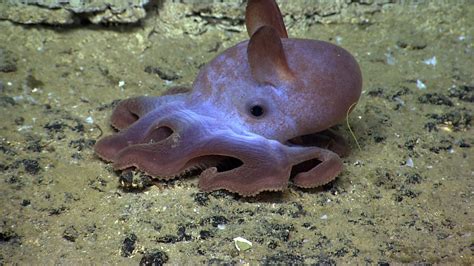 Fun facts about the fantastic deep sea dumbo octopus | One Earth