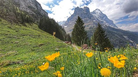 Grindelwald, Switzerland during early summer. #grindelwald #switzerland ...