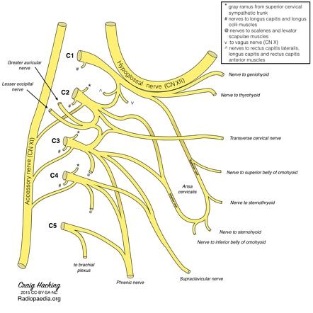 Thyrohyoid muscle | Radiology Reference Article | Radiopaedia.org