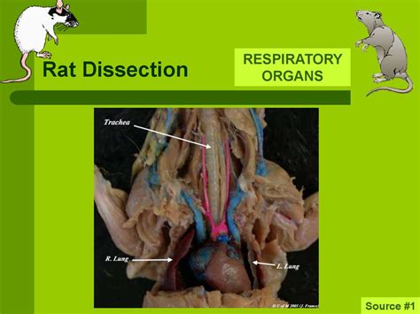 Rat Dissection Diagram Labeled