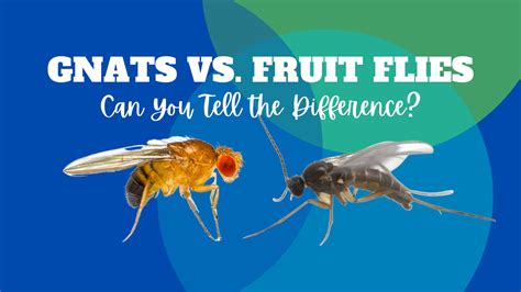 Gnats vs. fruit flies — Can You Tell the Difference? - Summit ...