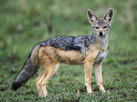 Watch Out for the Black-backed Jackal | Featured Creature